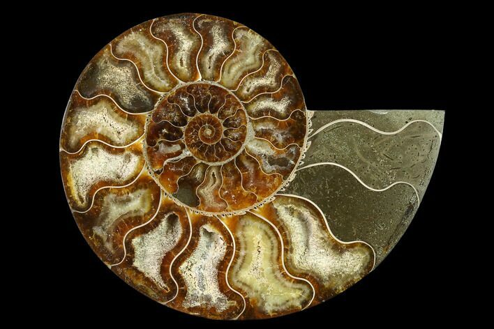 Agatized Ammonite Fossil (Half) - Madagascar #135251